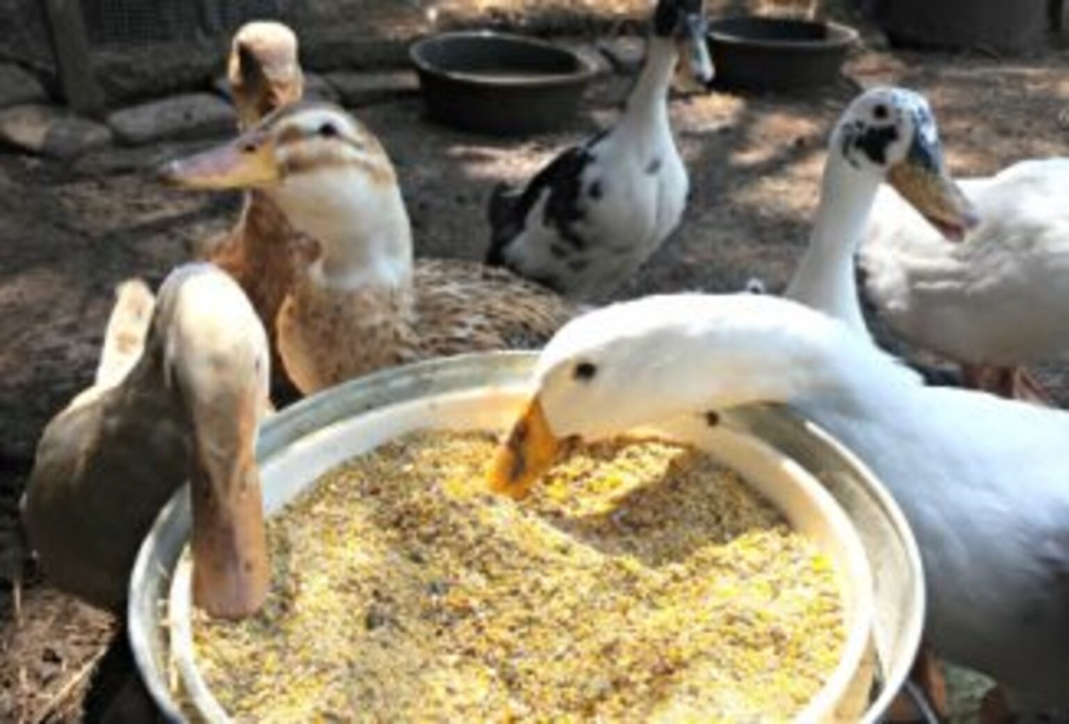 Duck Facts 101 Backyard Poultry